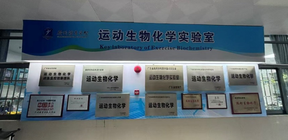 骨髓间充质干细胞（BMSC）