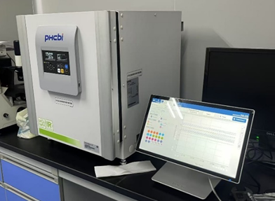 骨髓间充质干细胞（BMSC）